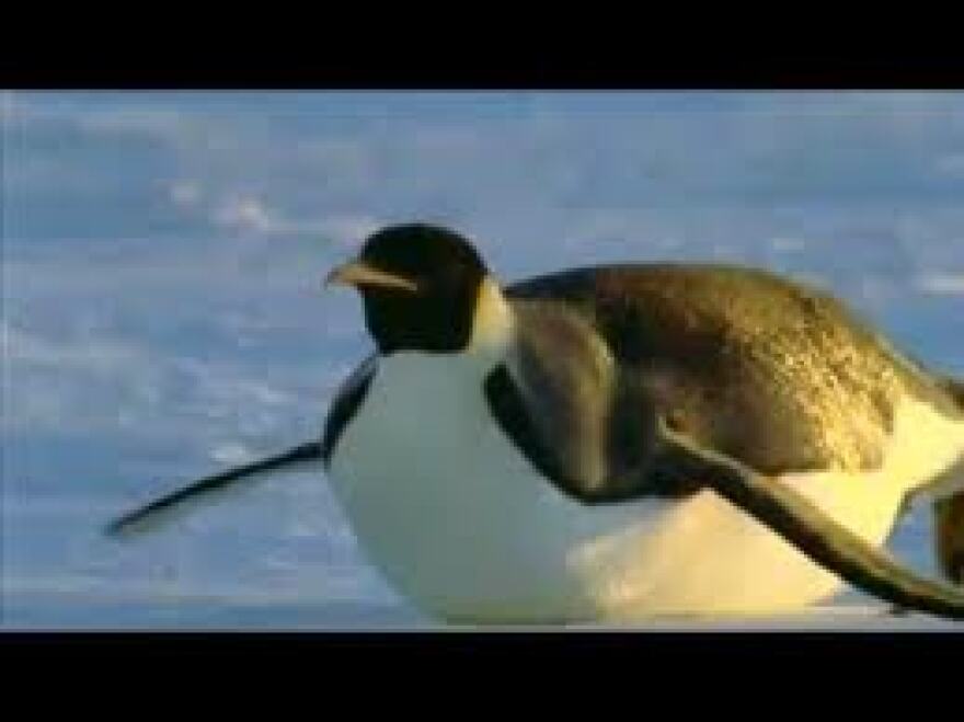 Wild South America: Penguin Shores