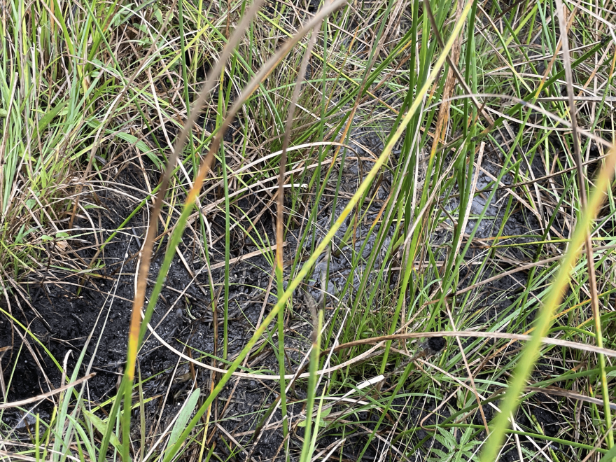 Upwelled water in fen