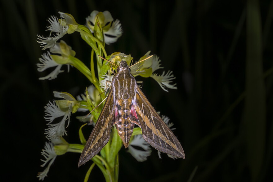 The rare eastern prairie fringed orchid depends on long-proboscis hawkmoths for pollination. The plant lures them in after dark by releasing a jasmine scent.