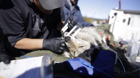Scientists measure a sedated wolf pup's teeth and record their findings.