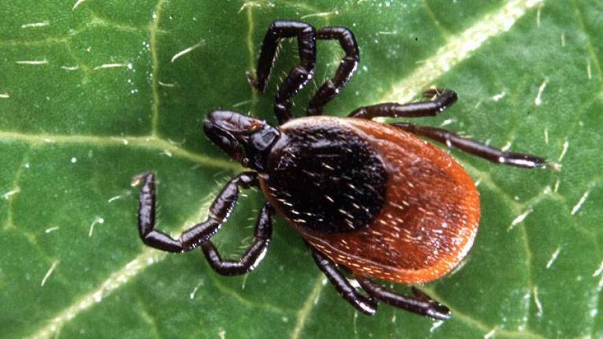 It’s summer time, which means it’s peak season for ticks and mosquitoes.