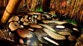 A reticulated python.