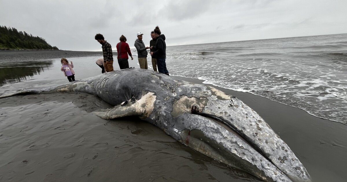 Whale die-offs and ocean health