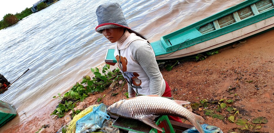 A woman walks by fish being weighed on Khout Phany's scale, one of the larger fish to be brought in this morning. The broker says she's seeing fewer fishermen, fewer fish and smaller fish this year.