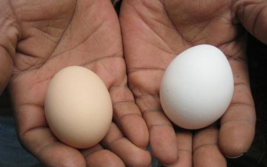 Eggs from city-raised chickens