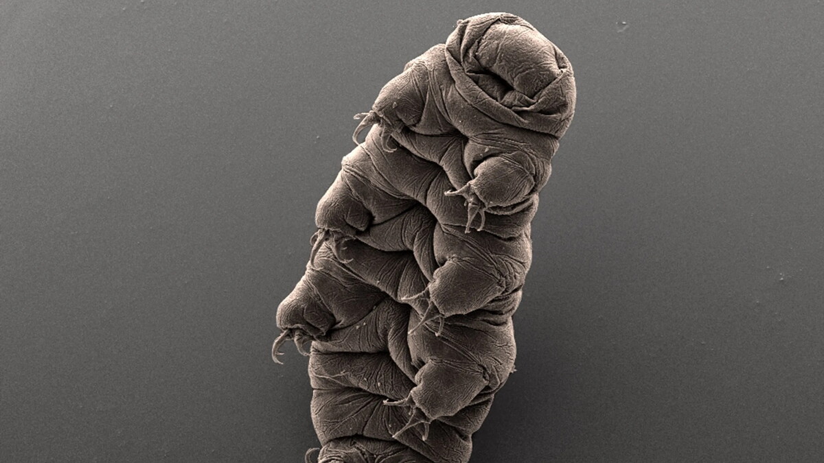 Idaho expert explains how water bears and other extremophiles survive Earth's harshest environments
