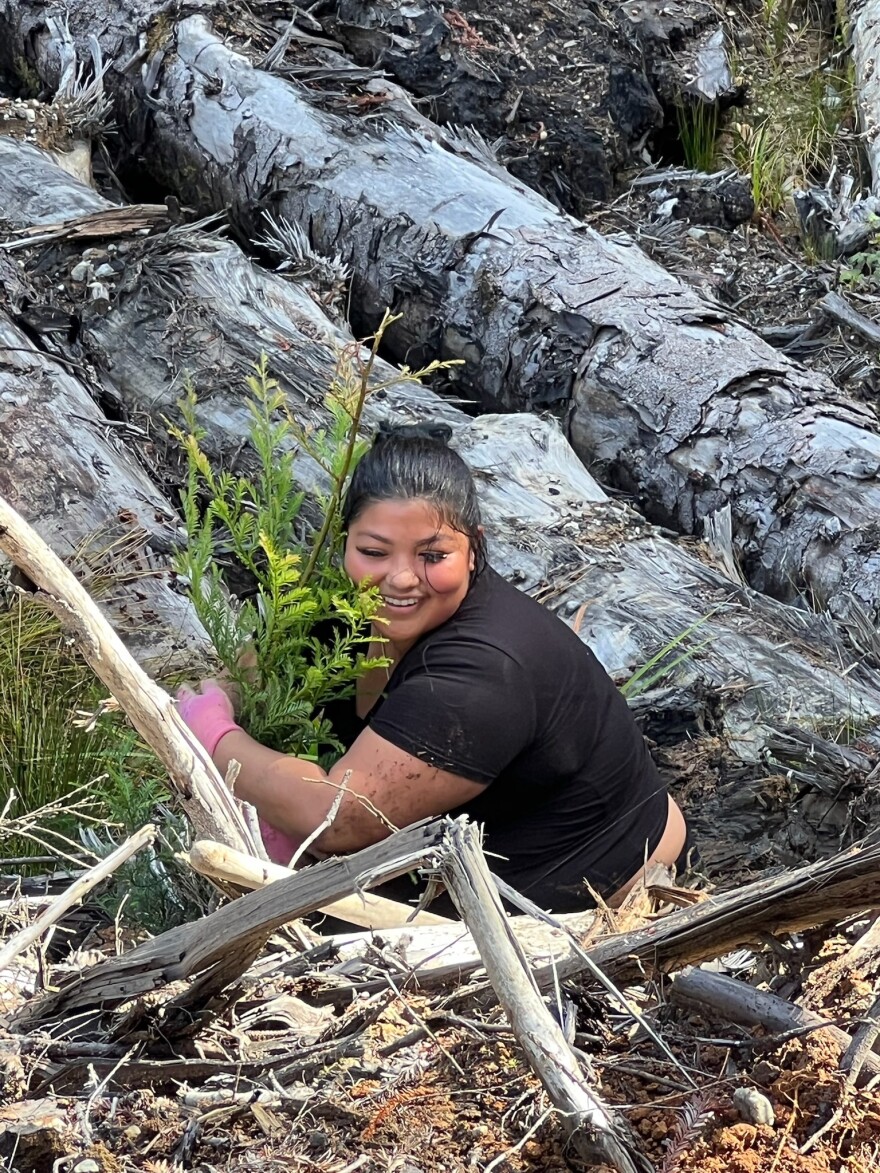Downtown High student Alex Lopez plants a tree on one of the WALC outdoor trips to Redwood National Park.