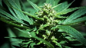 A medical marijuana clinic owner offered pot to customers who also registered to vote