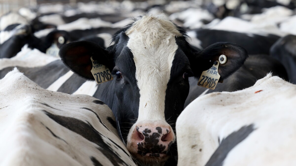 Opportunity and unease as dairy farmers expand to supply fairlife, other new business