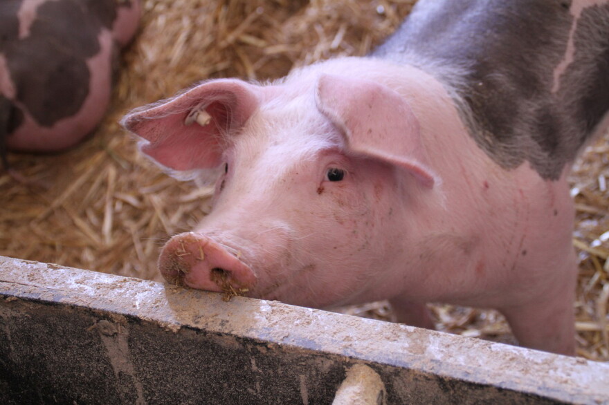 Farmers are left with few options with what to do with live, mature animals.