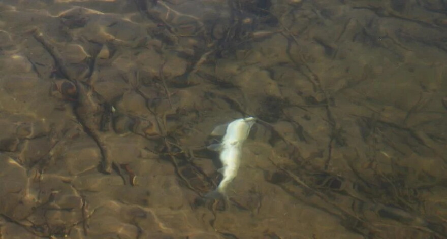 A white fish floats belly up in clear shallow water.