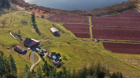The Lachney’s cranberry farm from a drone view outside of Eatonville, Washington.
