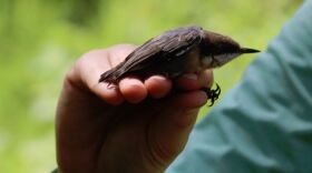A brown-headed nuthatch is ready to be released