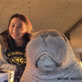 Violet Anniskett and Annautaq, an orphaned Pacific walrus calf she helped rescue near Point Lay, seen through the window of a shelter cabin.