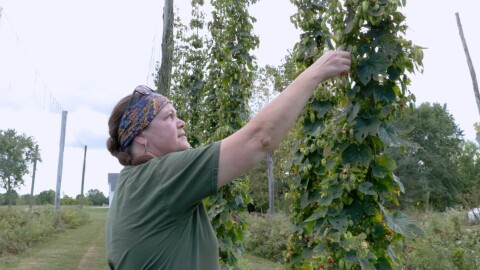 Jennifer Hermann harvesting hops