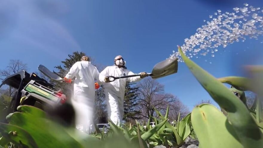 Workers in Holland applying a special ice to the tulip beds.