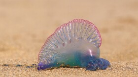 There have been numerous sightings of Portuguese man o' wars on North Carolina beaches. Oak Island officials say six people, including four children, were stung over the Fourth of July holiday weekend. (Adobe stock photo)