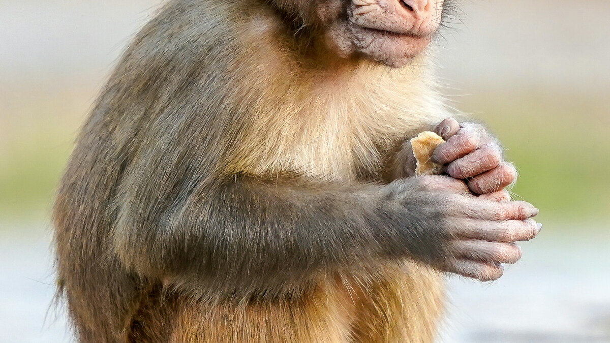 Decatur County commissioners rescind their vote for a monkey breeding facility in Bainbridge - Vimarsana News