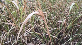 A prolonged drought has stricken most of Texas.