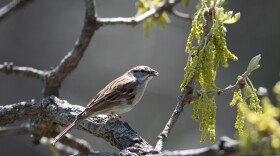 A chipping sparrow sits on a branch. 