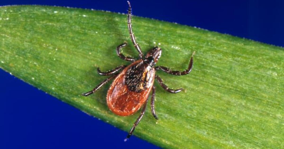Deer Ticks Active Throughout Winter In Kentucky