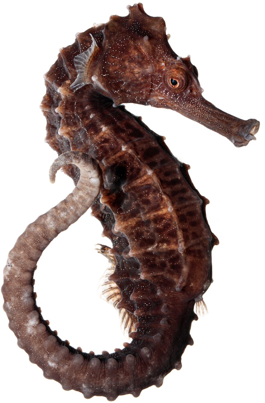 Line Seahorse, <em>Hippocampus erectus</em>; specimen No. 11; 6 inches tall; Birch Aquarium Scripps Institution of Oceanography, La Jolla, California, United States.