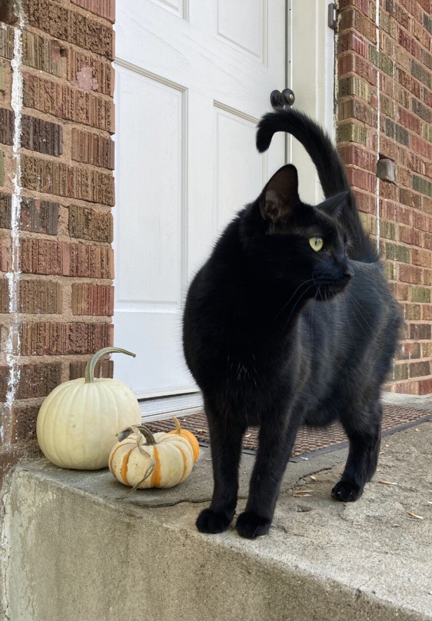 a black cat standing on a doorstep next to two pumpkins