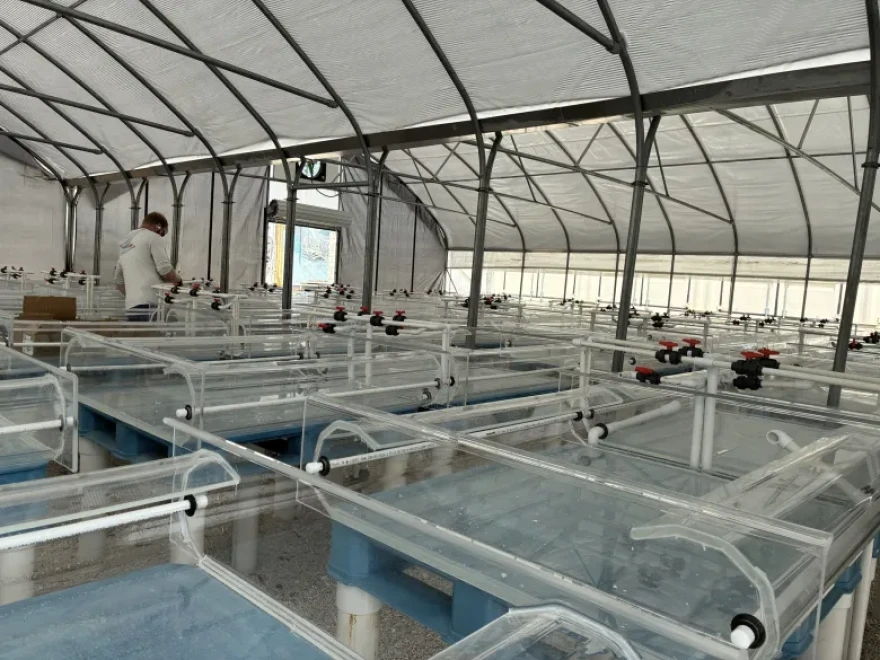 The nursery for fledgling coral in Summerland Key.