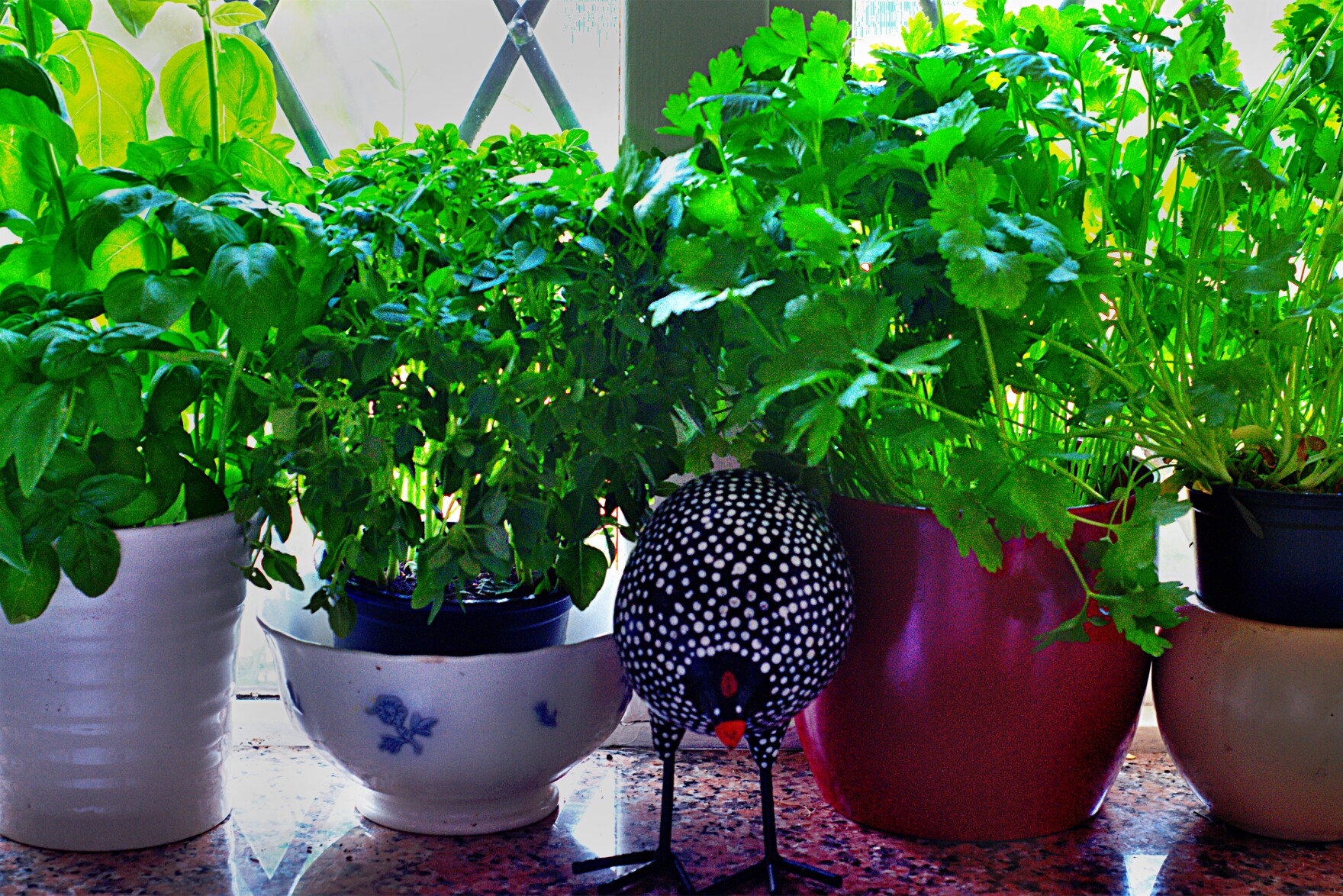 Connecticut Garden Journal Time to bring some herbs indoors