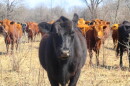 Cattle
