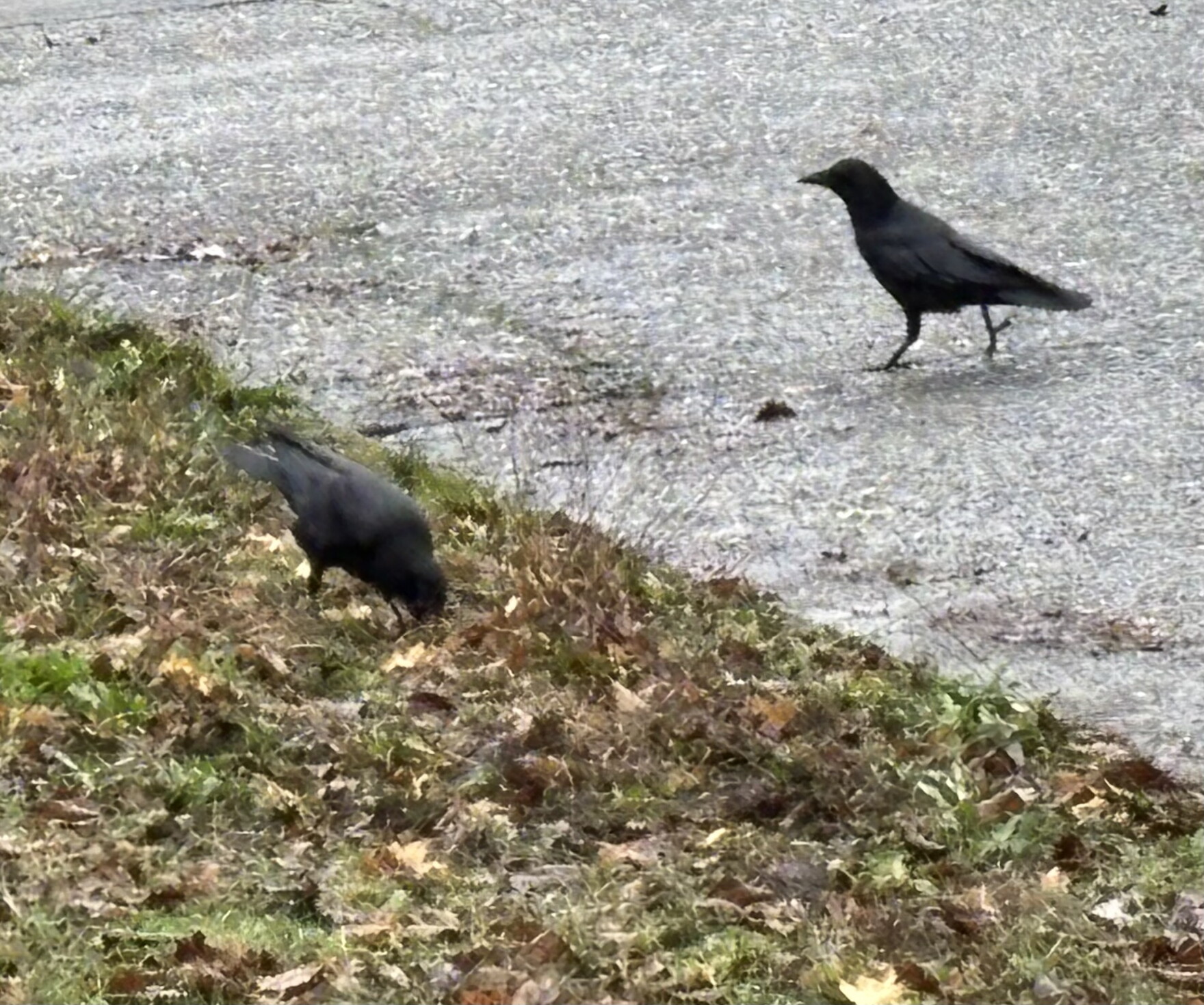 Invasive Crows Crows tearing up lawns may be hunting invasive grubs | KNKX Public Radio