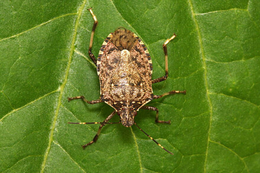 A Brown marmorated stink bug female from a laboratory colony on a common bean leaf, photographed in the laboratory of Fondazione Edmund Mach, Italy.