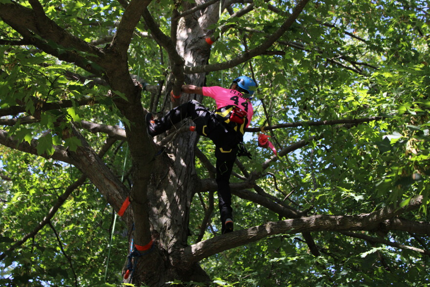 Competitor in Michigan Tree Climbing Competition climbing tree during a speed climb event.