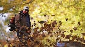 Person blows leaves