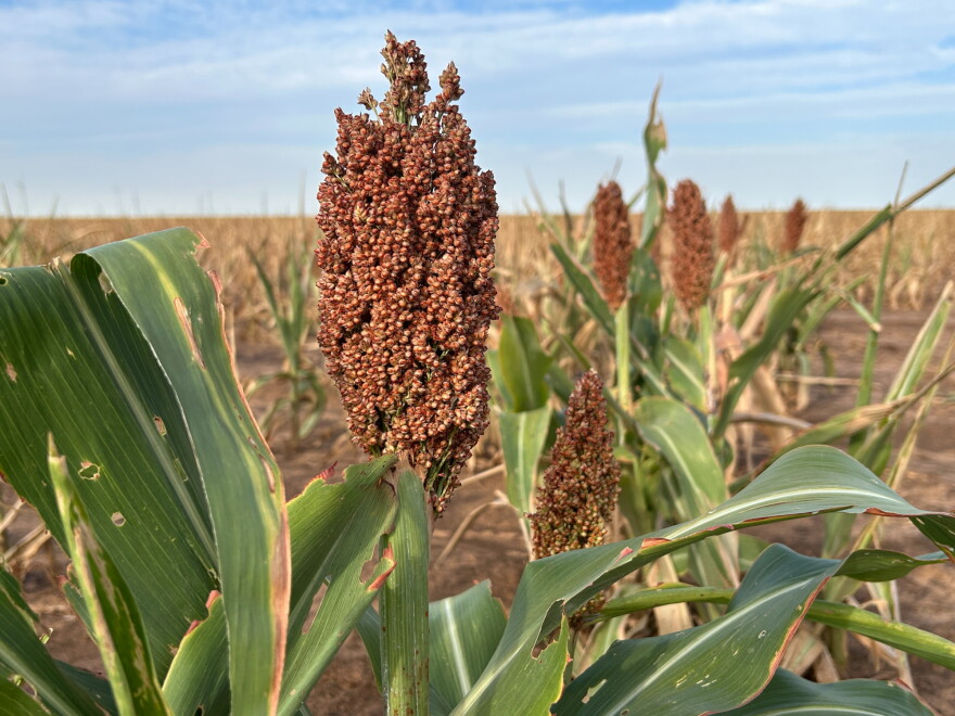 Sorghum grows in a field outside Lubbock, Texas.