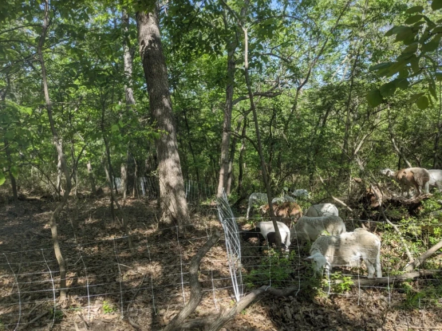 Good Oak guided the sheep by fencing them into specific areas where the honeysuckle was invading