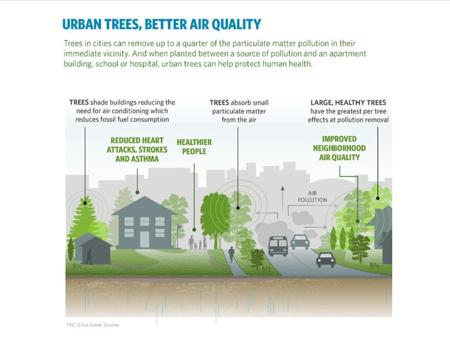 A diagram explaining how tree density can improve the function of a city.