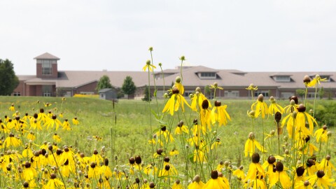 A field of wildflowers blooms in front of a school building. 