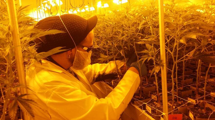 A man prunes a marijuana plant at a cannabis growing center.