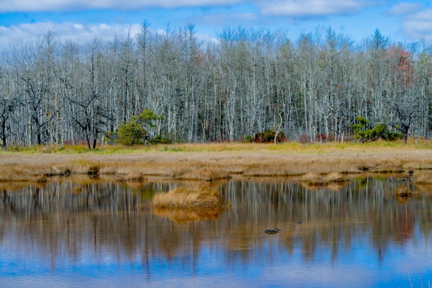 A 'ghost forest' where trees have died because of more storms and higher water levels. These ghost forests ring every marsh at the Rachel Carson Wildlife Refuge in Wells, Maine.