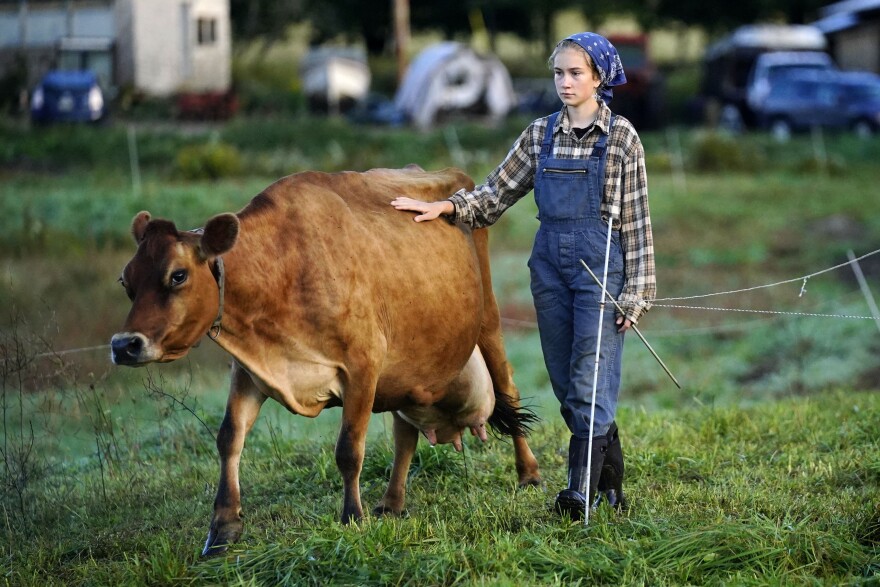 Carolyn Retberg leads a cow to pasture after the morning milking at the Quill's End Farm, Friday, Sept. 17, 2021, in Penobscot, Maine. A ballot question in will give Maine voters a chance to decide on a first-in-the-nation "right to food amendment."