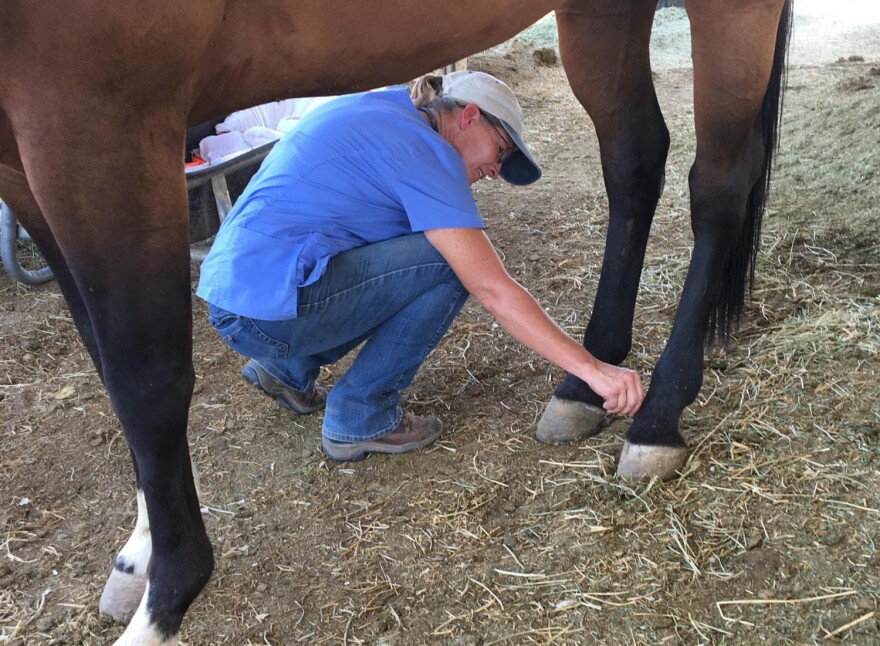 Candice Chintis checks for hoof problems in Marana, Ariz. (Casey Kuhn/KJZZ)