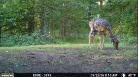 A deer covered in big warts called fibroma.