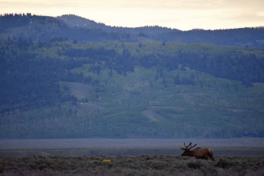 bull-elk-grand-teton-druzin-bspr-062019.jpg