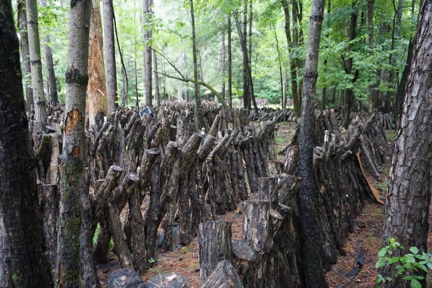 Ozark Forest Mushrooms preps about 10,000 logs each year to grow shiitake mushrooms on under the shade of yellow pine trees. Each log can produce mushrooms for up to three years.