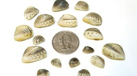 Quagga mussels