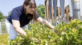 Amanda Joly, deputy chief observer at the Blue Hill Observatory, looks for ripe blueberries on the observatory blueberry bush. (Robin Lubbock/WBUR)