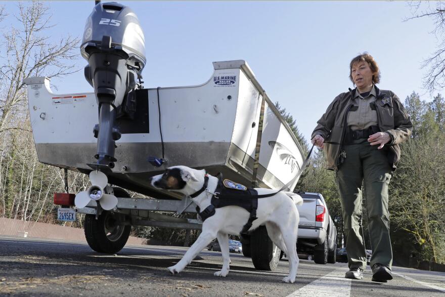 Sgt. Pam Taylor of the Washington Department of Fish and Wildlife follows Puddles, as the dog sniffs out a planted sample of invasive mussels during a demonstration of a boat inspection for reporters.