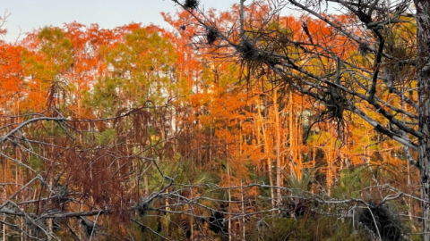 Photo of fall foliage along the Florida Gulf Coast.
