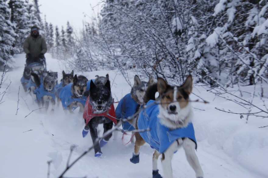 DogsLT.jpg